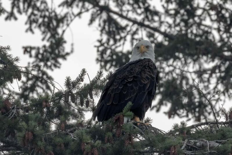 Private Whale Watching Nanaimo - Semi-Covered Boat - Frequently Asked Questions
