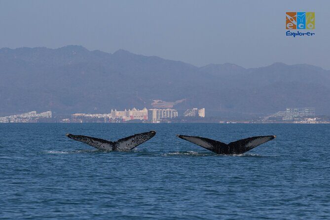 Private Whale watching Puerto Vallarta - Exploring the Experience in Detail