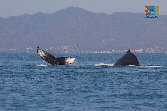 Private Whale watching Puerto Vallarta - Final Thoughts: Who Is This Tour Best For?