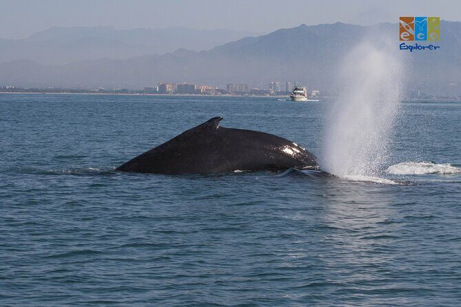 Private Whale watching Puerto Vallarta - Final Word