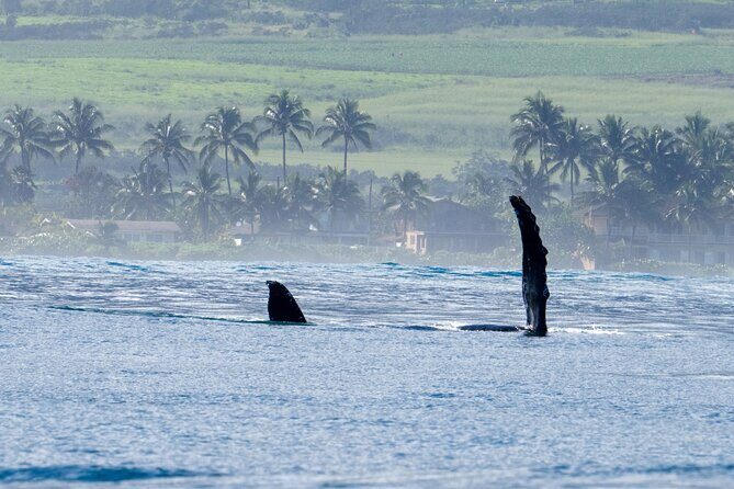 Private Whale Watching Safari from North Shore Oahu - Key Points