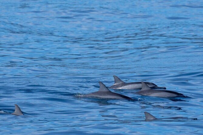 Private Whale Watching Safari from North Shore Oahu - The Experience Provider and Booking Details