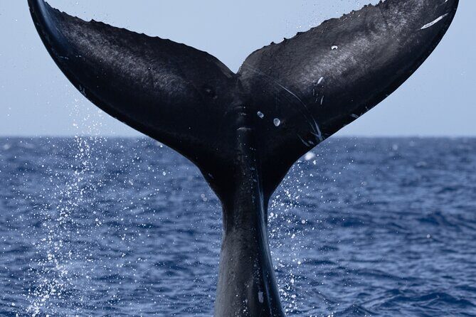 Private Whale Watching Safari from North Shore Oahu - Who Should Consider This Tour?