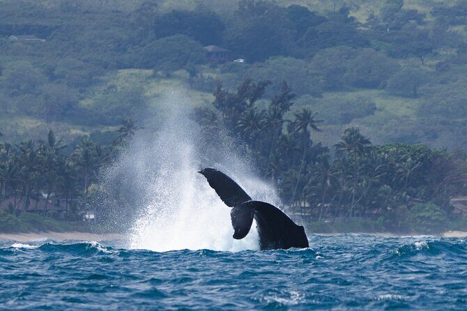 Private Whale Watching Safari from North Shore Oahu - Final Thoughts