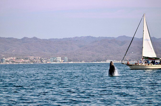 Private Whale Watching Sailing Tour - Authentic Experiences and Real Reviews