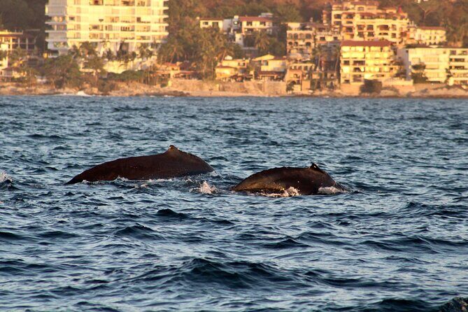 Private Whale Watching Sailing Tour - Who Should Consider This Tour?