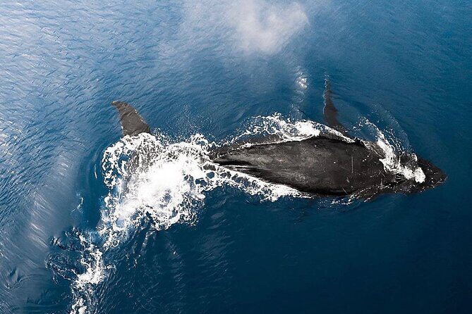 Private Whale Watching Tour of Oahu - An In-Depth Look at the Private Whale Watching Experience