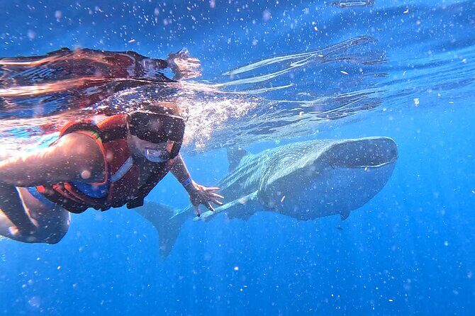 Private Whale Watching Tours in Isla Mujeres - What Travelers Are Saying (Based on Reviews)