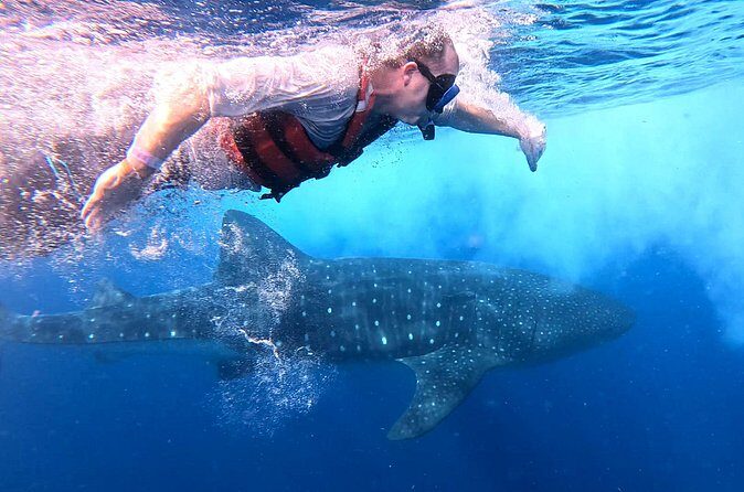 Private Whale Watching Tours in Isla Mujeres - Is This Tour Worth the Price?