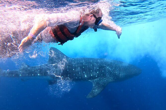 Private Whale Watching Tours in Isla Mujeres - The Sum Up