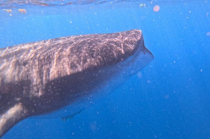 Private Whale Watching Tours in Isla Mujeres - FAQs