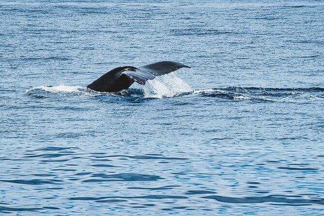 Private Whale Watching Trip from Oahu - Pricing & Value Analysis