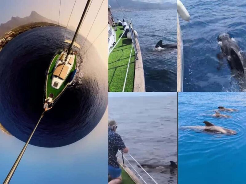 Private Whales & Dolphins Excursion: for you exclusively! - A Closer Look at the Experience