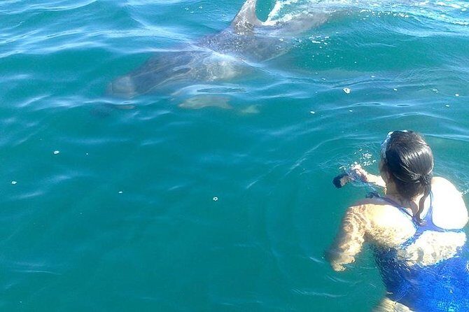 Private Wild Dolphin Encounter in Puerto Vallarta - A genuine, respectful approach to wildlife