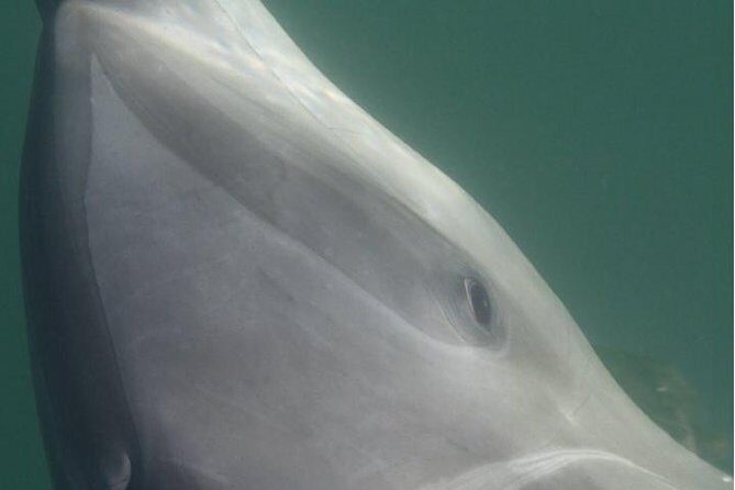 Private Wild Dolphin Encounter in Puerto Vallarta - Practical details: what you need to know