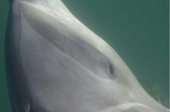 Private Wild Dolphin Encounter in Puerto Vallarta - FAQ