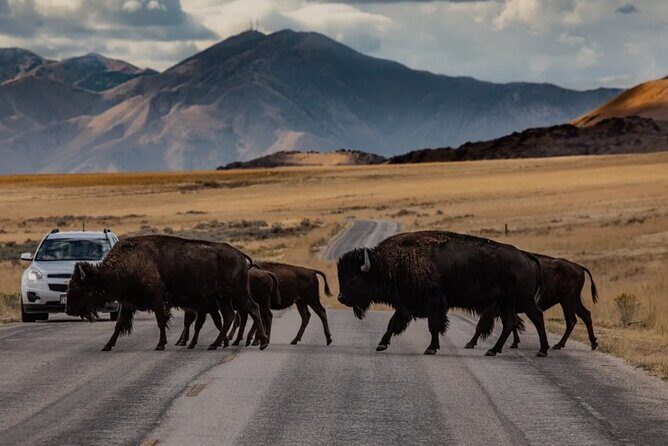 Private Wildlife and Scenic tour on Antelope Island - Key Points