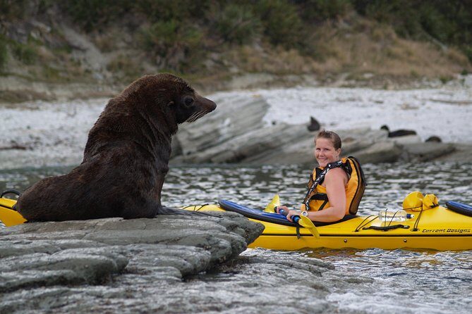 Private Wildlife Kayaking Tour - Kaikoura - The Sum Up