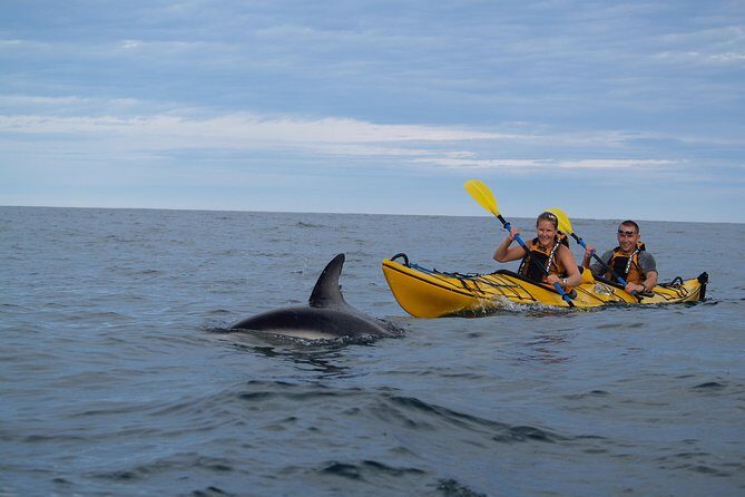 Private Wildlife Kayaking Tour - Kaikoura - FAQs