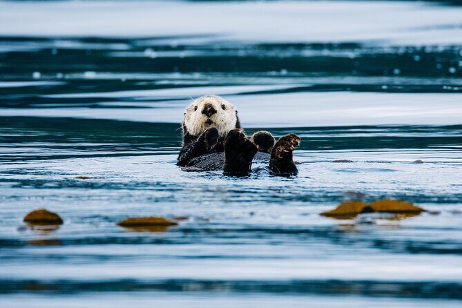 Private Wildlife Photography Workshop: Sitka Boat Tour (Full Day) - What Travelers Are Saying