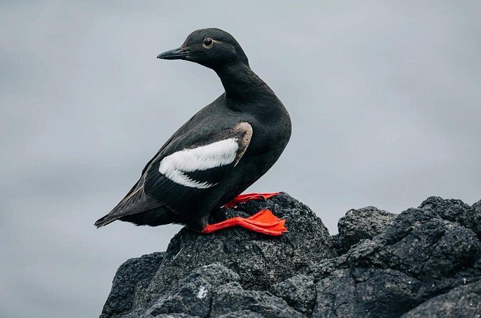 Private Wildlife Photography Workshop: Sitka Boat Tour (Full Day) - Practical Details: How It Works