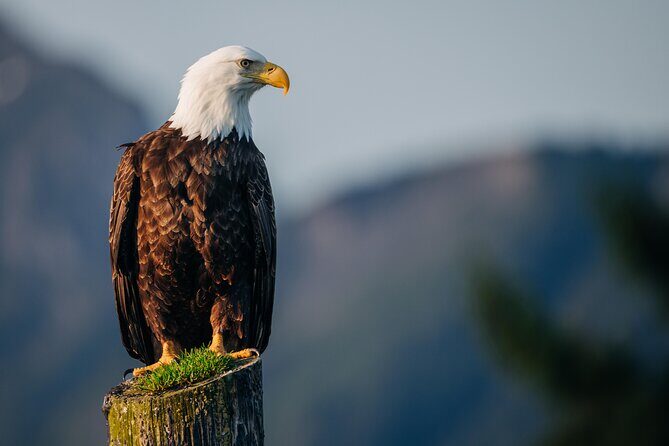 Private Wildlife Photography Workshop: Sitka Boat Tour (Full Day) - The Sum Up: Who Will Love This Tour?