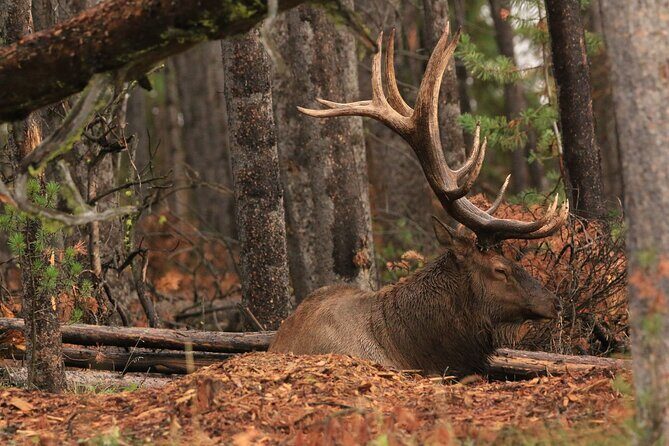 Private Wildlife Safari from West Yellowstone with Lunch - The Sum Up: Who Will Love This Tour?