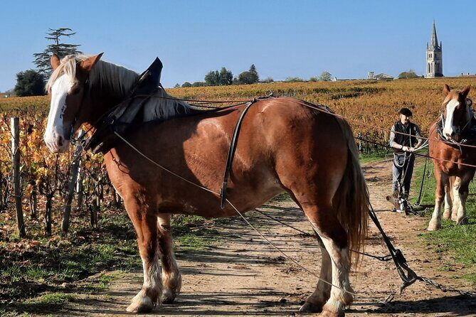 Private Wine Lovers - Super St Emilion - behind the scenes visits top chateaux and medieval town - FAQ