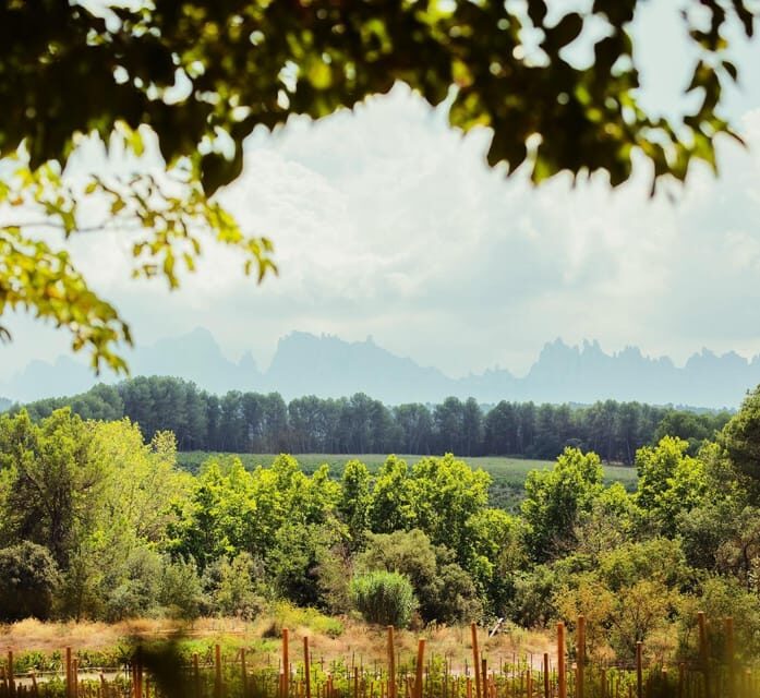 Private Wine, Tapas & Cava Experience from Barcelona - Who Will Love This Tour?