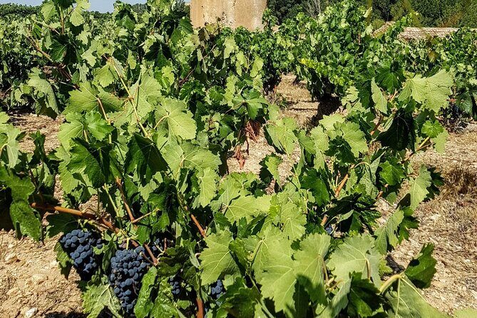 Private Wine Tasting And Visit Tour in Ribera Duero - Who Should Consider This Tour?