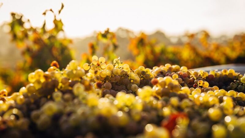 Private Wine Tasting Experience in Athens - Key Points