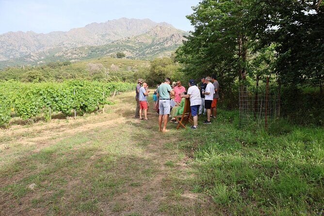 Private Wine Tasting Tour around Ile Rousse and Calvi - The Sum Up