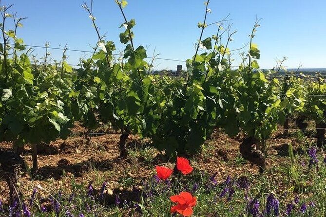Private Wine Tasting Tour - Burgundy Uncorked!! - An In-Depth Look at the Burgundy Uncorked Experience