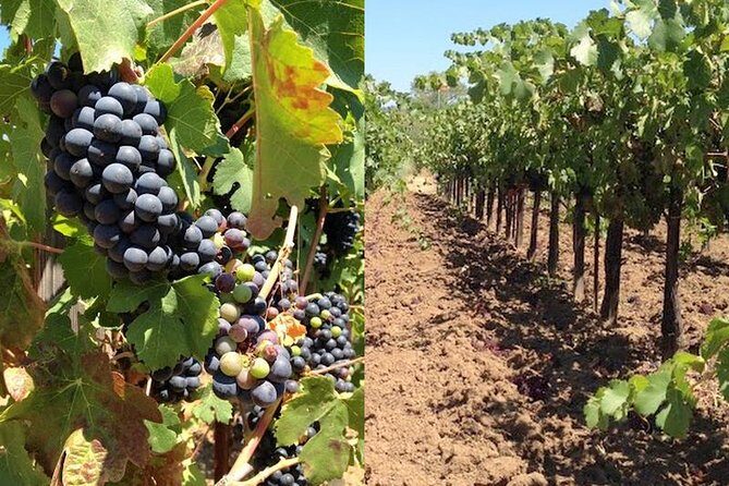Private Wine Tasting Tour From Santa Ynez, Solvang or Buellton! - Final Thoughts