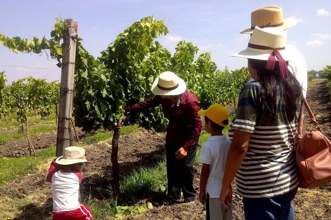 Private wine tasting & wine pairing tours - Who Will Love This Tour?
