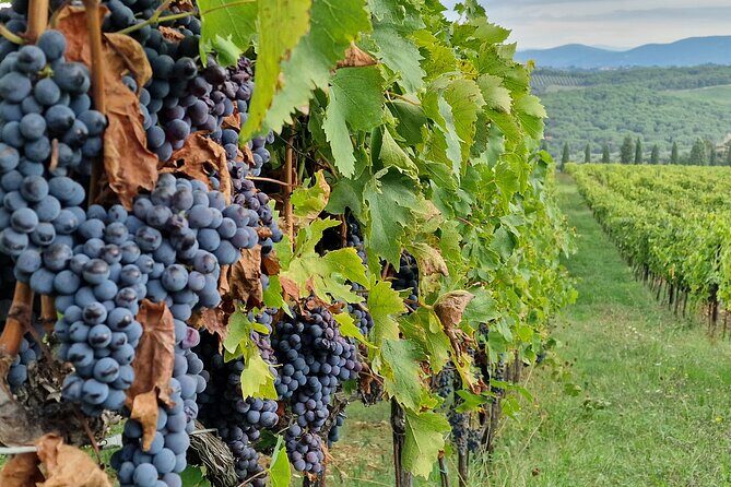 Private Wine Tour best of Chianti Tuscany 6 hours Limo Service - The Sum Up: Is It Worth It?