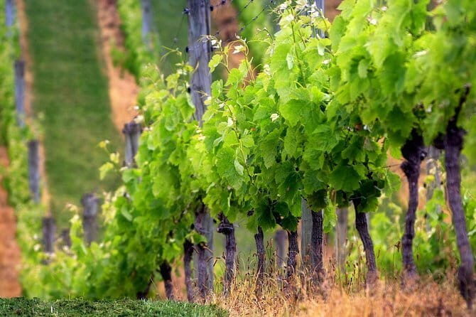 Private Wine Tour best of Chianti Tuscany 6 hours Limo Service - Who Would Love This Tour?