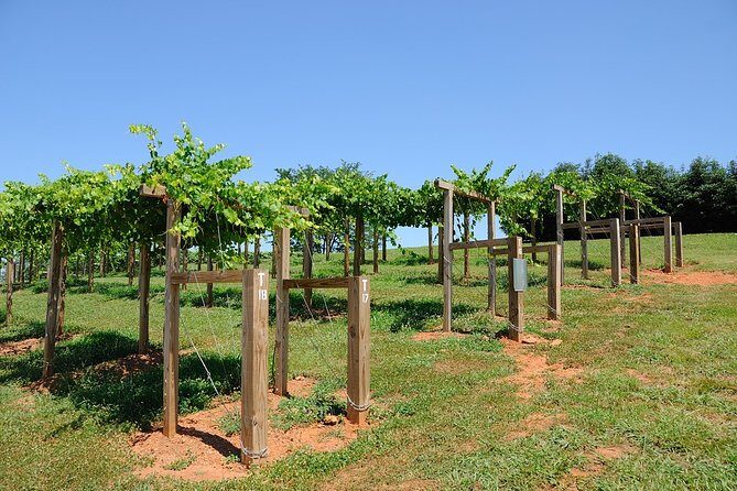 Private Wine Tour from Washington with driver/guide and Hotel Pick-up - Key Points