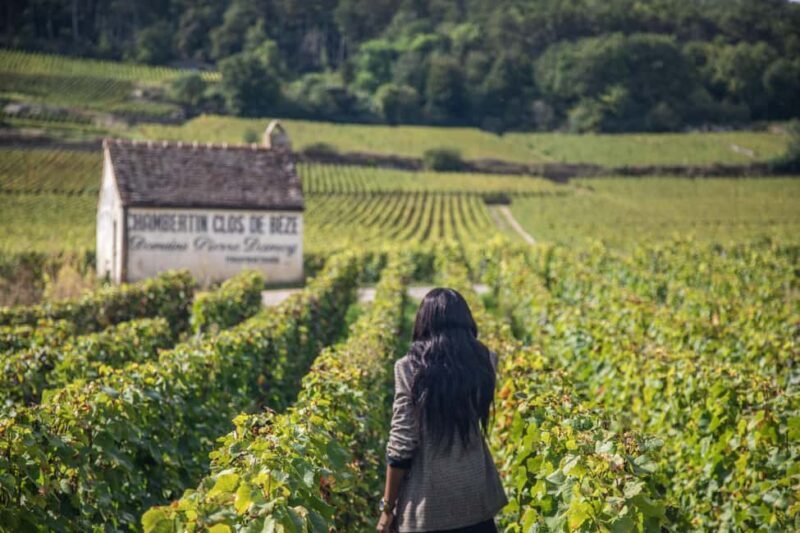 Private Wine Tour in Côte de Nuits and Côte de Beaune - An In-Depth Look at the Experience