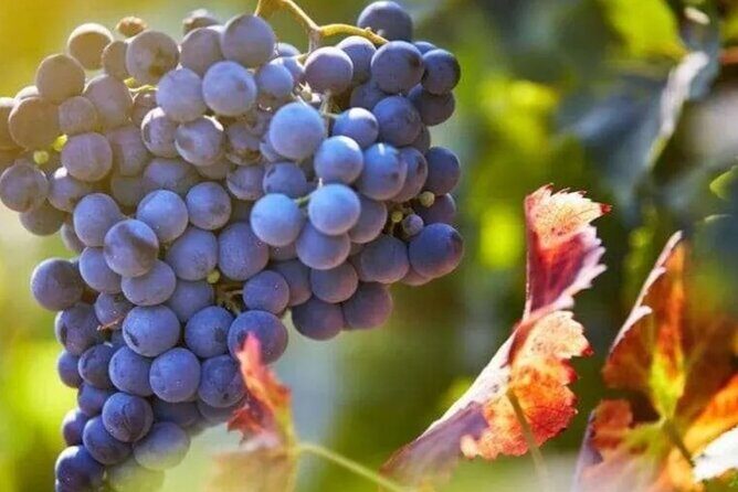 Private Wine Tour in Hunter Valley Pokolbin - FAQs