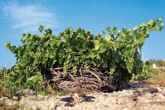 Private Wine Tour in Santorini - A Deep Dive into the Santorini Wine Experience