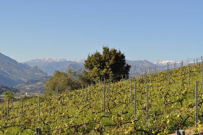Private Wine Tour of the vineyards on the French Riviera - FAQs