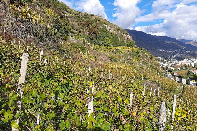 Private Wine Tour: Terraced Vineyards with Alpine view from Milan - An In-Depth Look at the Experience