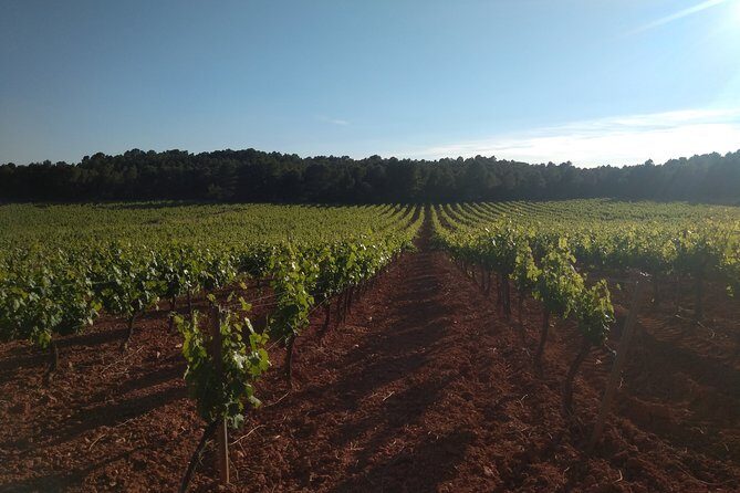 Private Wineries Tour from Valencia (morning tour) - A Deep Dive into the Experience