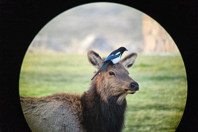 Private Winter Wildlife Tour and Wolves - FAQ