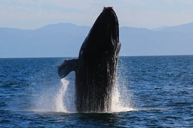 Private Yacht Charter on ChicaFun 1 Waterslides all inclusive - Who Should Consider This Tour?