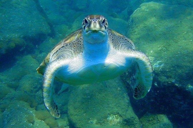 Private Yacht Excursion from Puerto Colon 3 hours - The Experience: What to Expect on This Tenerife Yacht Trip