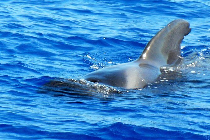 Private Yacht Excursion from Puerto Colon 3 hours - Who Will Love This Experience?