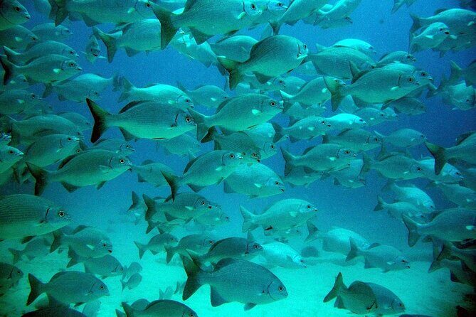 Private Yal-ku and Akumal Experience - Who Is This Tour Best For?