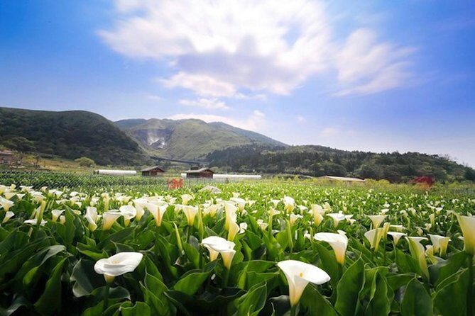 Private Yangmingshan & Beitou Tour from Taipei with Pickup - An In-Depth Look at the Tour Experience